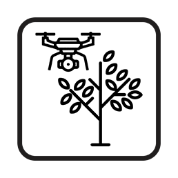 drone tree inspections byron bay lismore